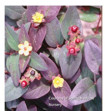 Hypericum a. 'Albury Purple' plant photo Courtesy of Spring Meadow Nursery